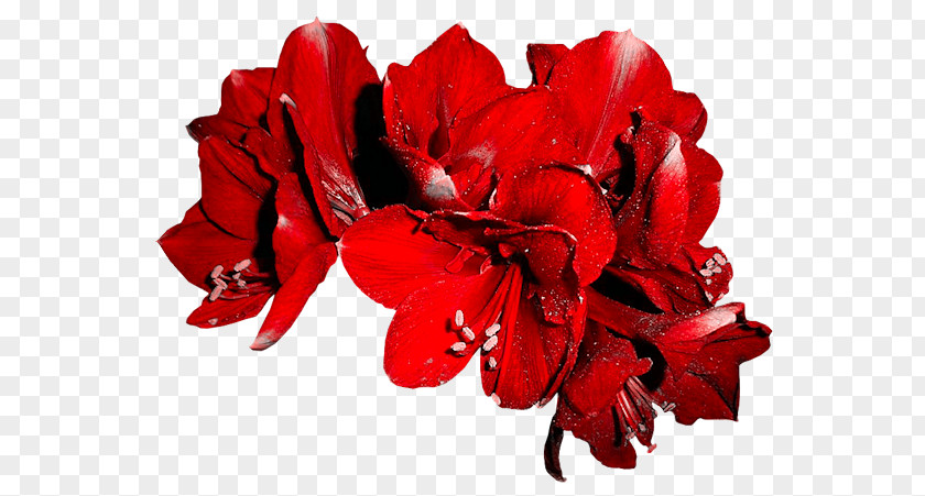 Flower Cut Flowers Vase Petal Amaryllis PNG