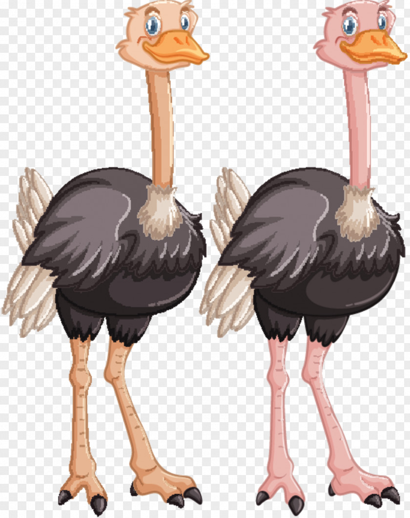 Common Ostrich Bird Emu Human Brain PNG