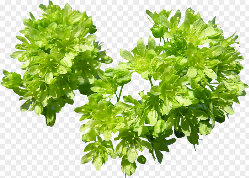 Green Flower Stock Photography Tree PNG