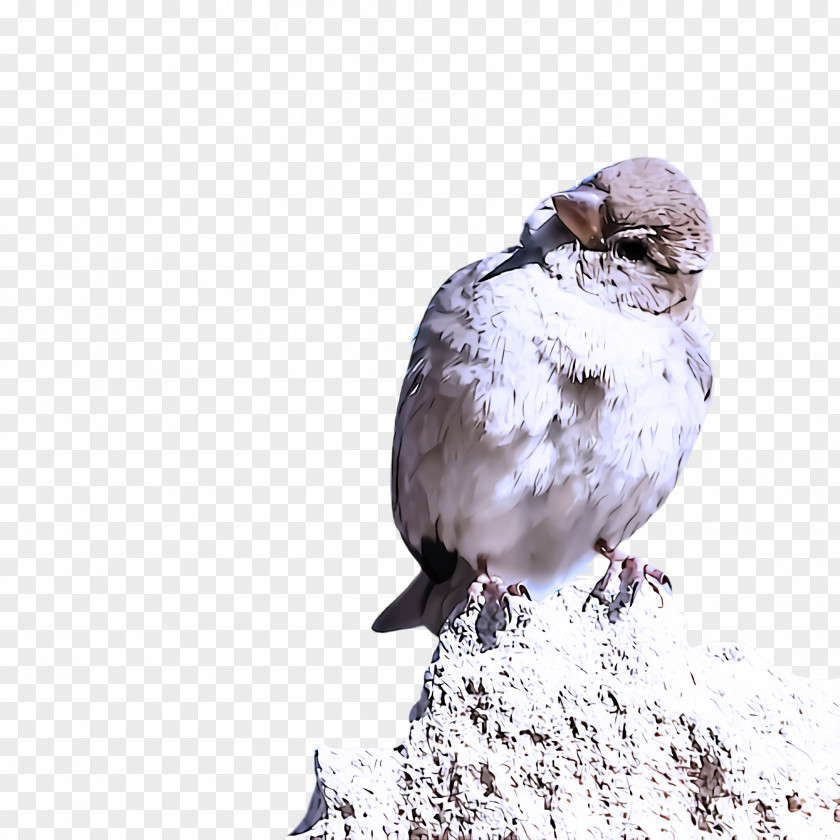 Perching Bird House Sparrow Beak PNG