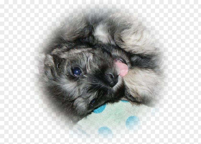 Puppy Dog Breed Keeshond Miniature Schnauzer Companion PNG