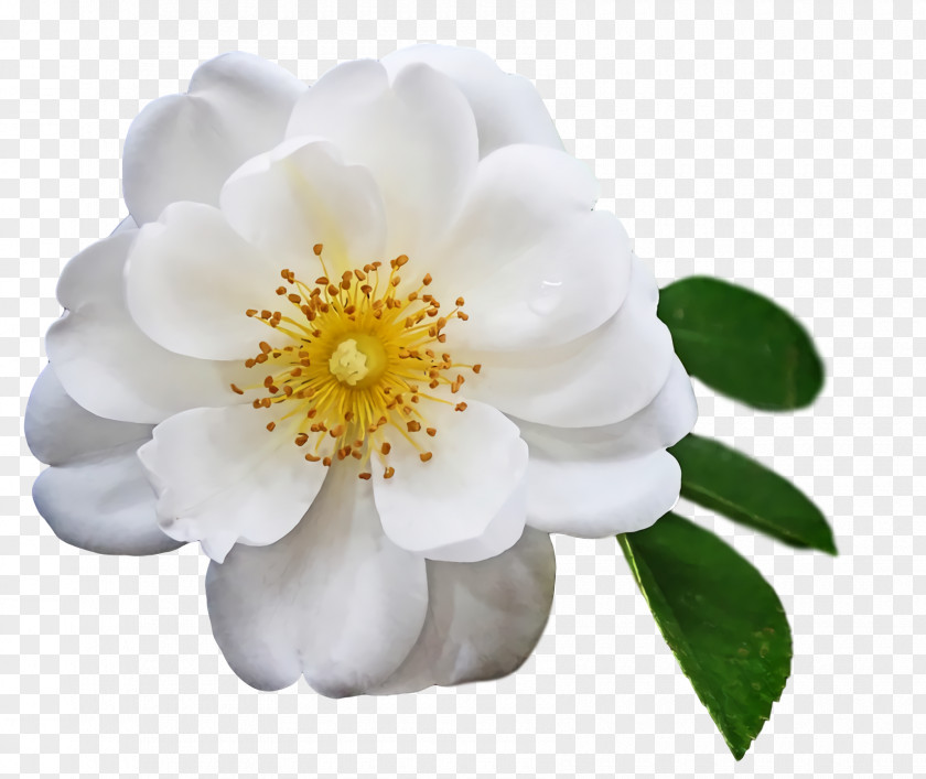 Rose PNG