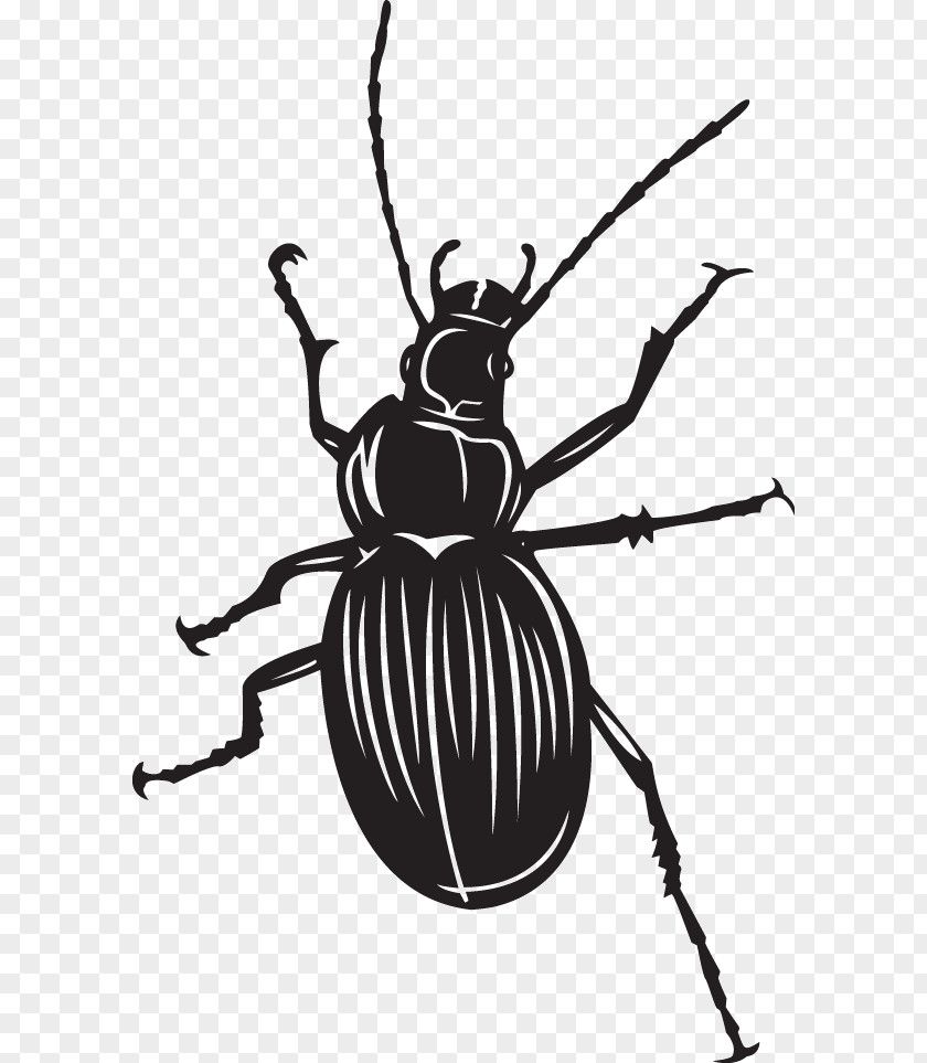 Beetle Clip Art Fly Scarabs Illustration PNG