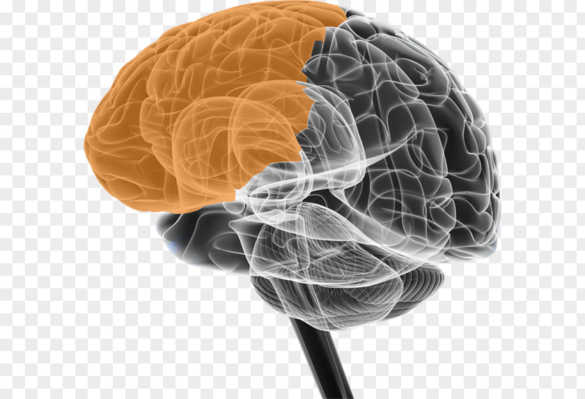 Brain BRAIN Initiative Neuroscience Cerebral Atrophy Neuron PNG