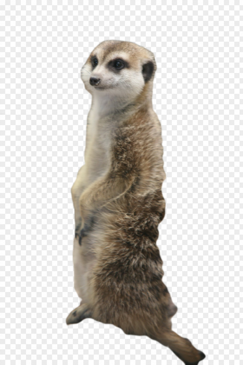 Cat Meerkat Squirrel Mongoose Clip Art PNG