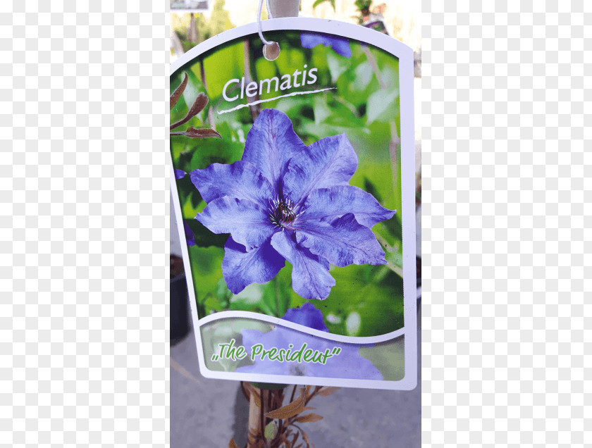 Clematis Bellflower Leather Flower PNG