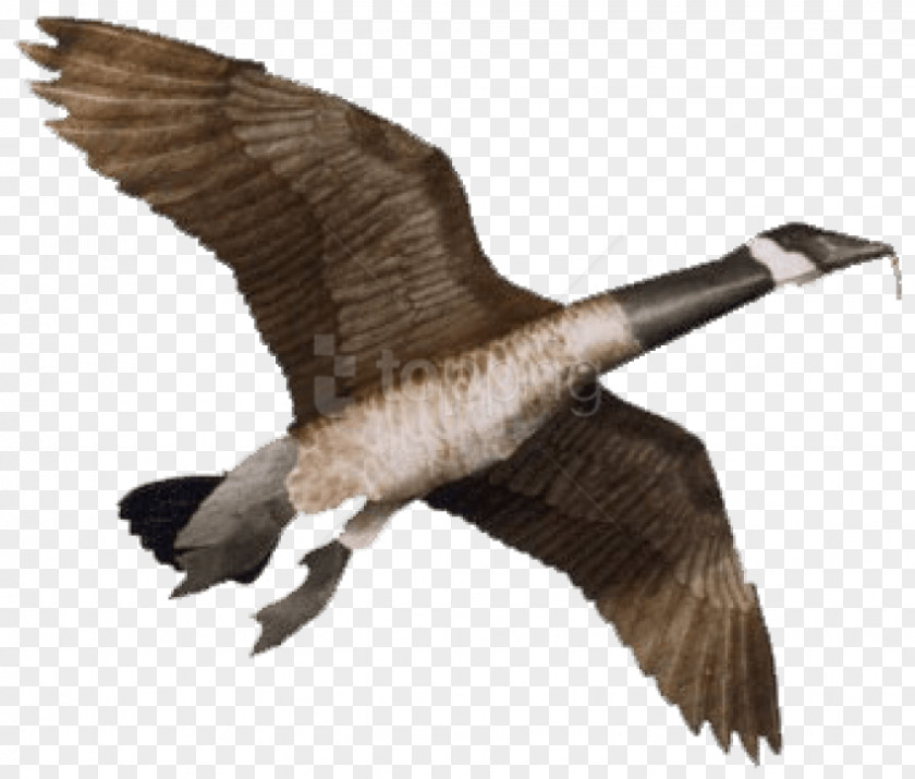 Goose Giant Canada Bird Kite PNG