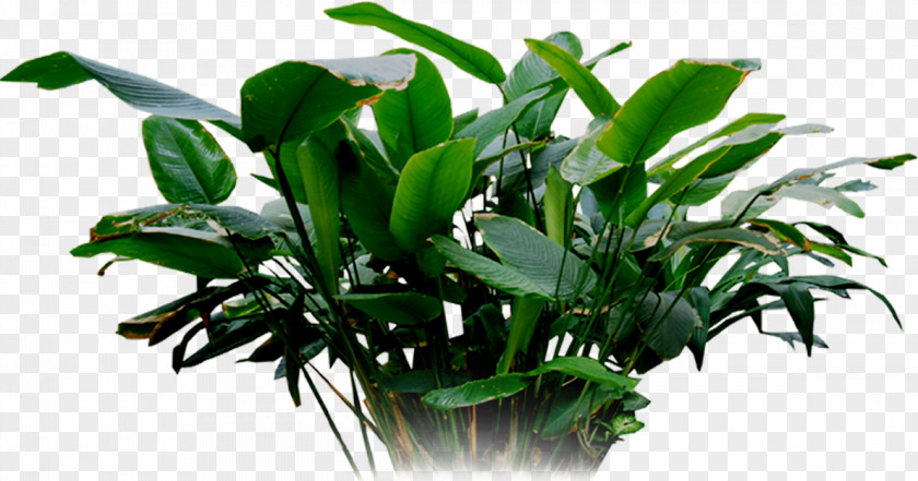 Leaf Tree Branch Shrub Lawn PNG