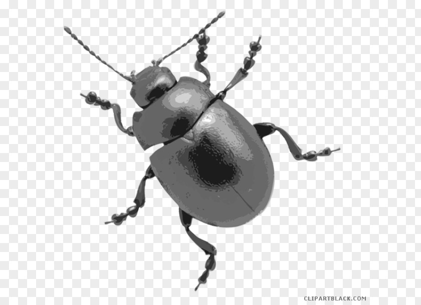 Beetle Stock Photography Clip Art Image Illustration PNG