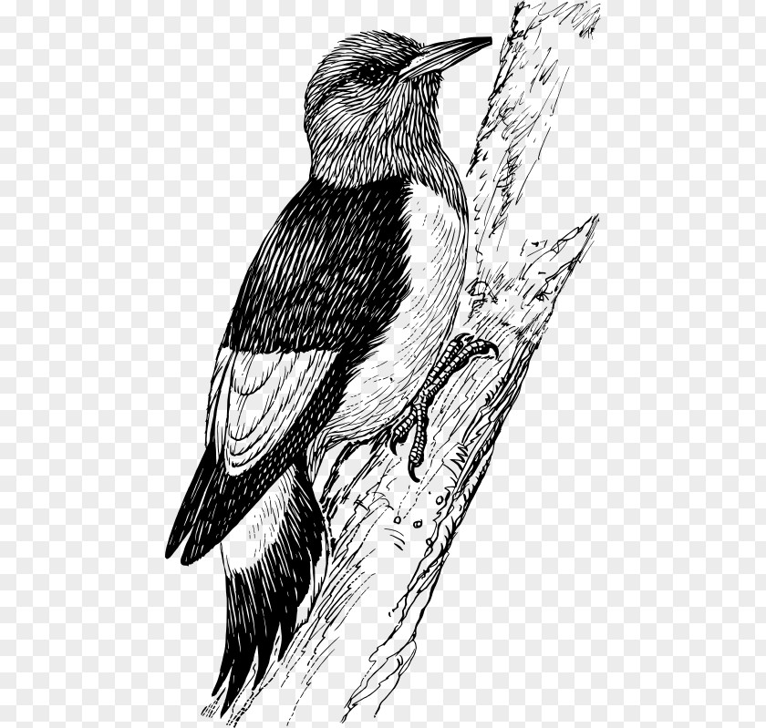 Bird Downy Woodpecker Penguin Clip Art PNG