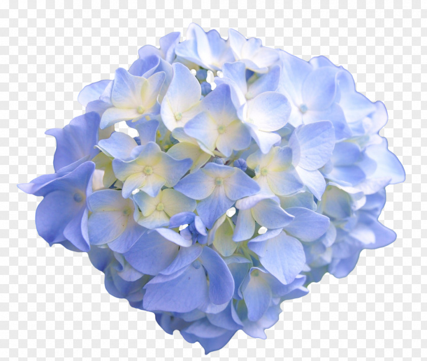 Blue Flower Ipomoea Nil Lilium Columbianum Hydrangea PNG