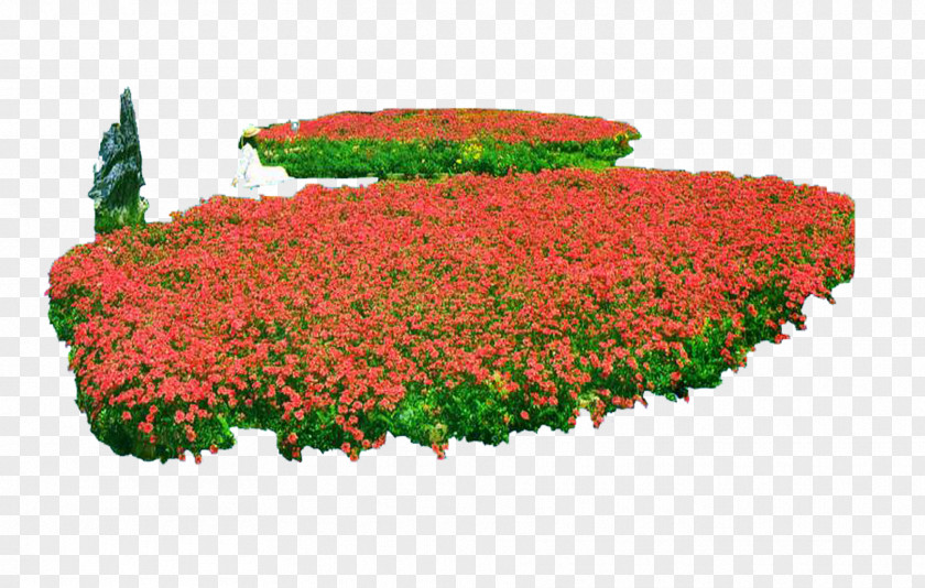 Flowers Flower Beds Download Plant Computer File PNG