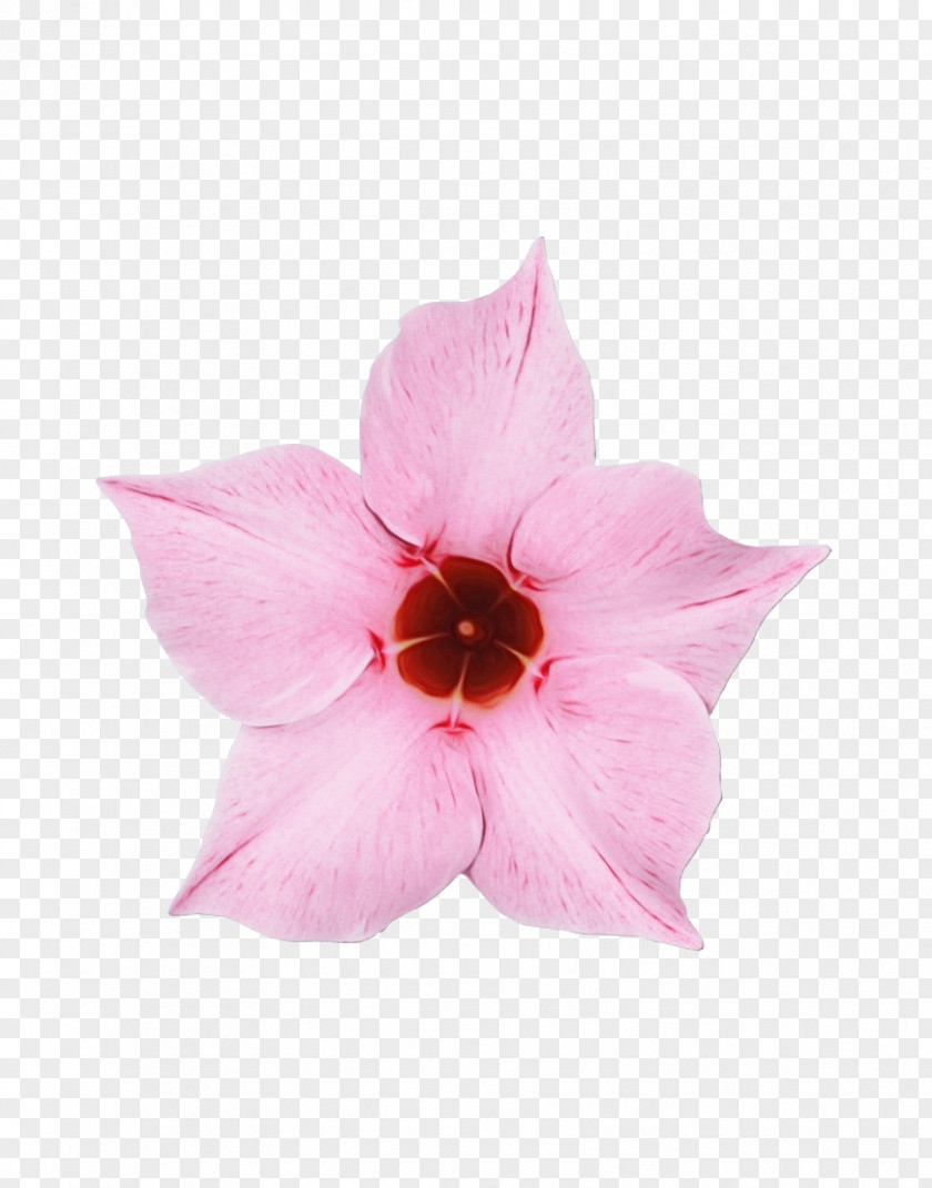 Morning Glory Impatiens Petal Pink Flower Plant Herbaceous PNG