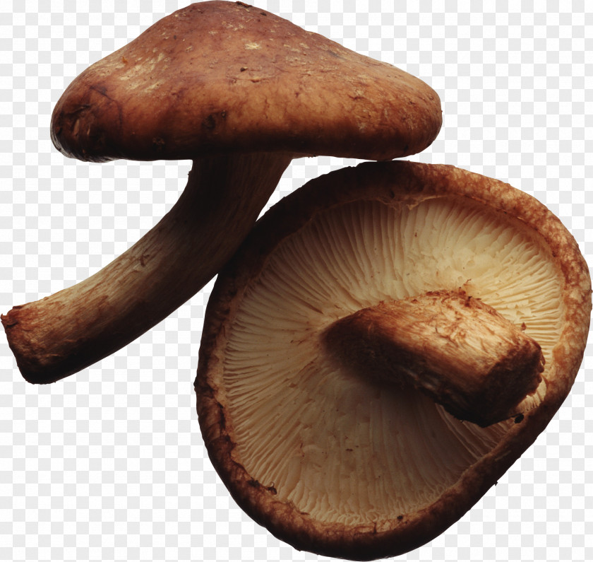 Mushrooms Shiitake Vegetarian Cuisine Edible Mushroom Fungus PNG