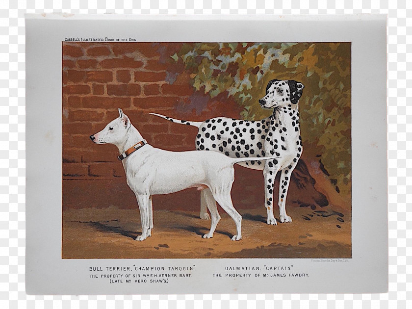 Race Dalmatian Dog Bull Terrier Italian Greyhound Breed Dobermann PNG