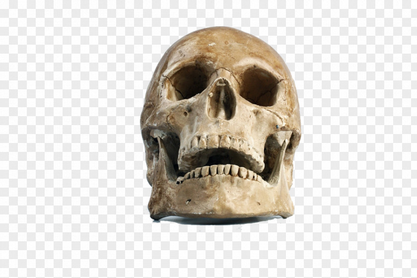 Skull Atheism Religion God PNG