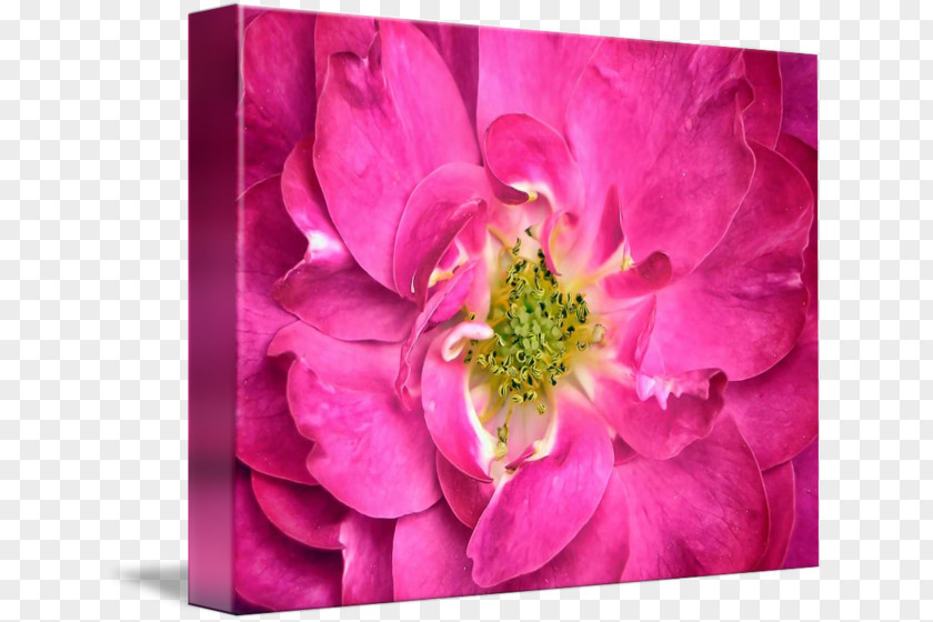 Stamens Flower Petal Photography Centifolia Roses PNG