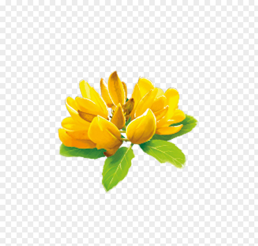 Black Tea Flowering Plant Cyclopia PNG