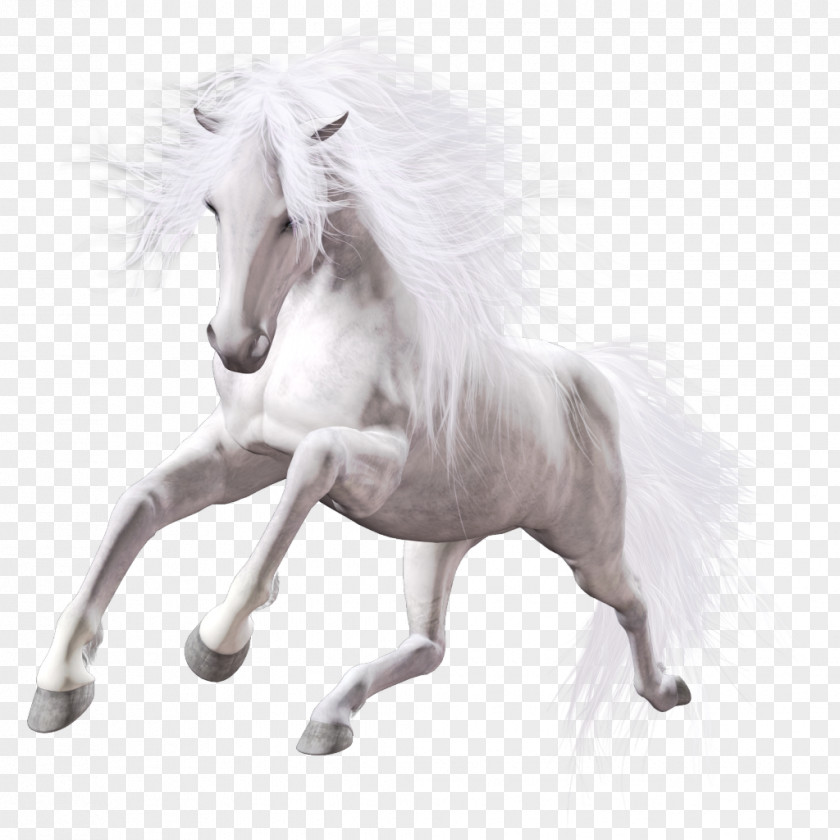 Horse Lipizzan American Paint Mustang Stallion Mare PNG