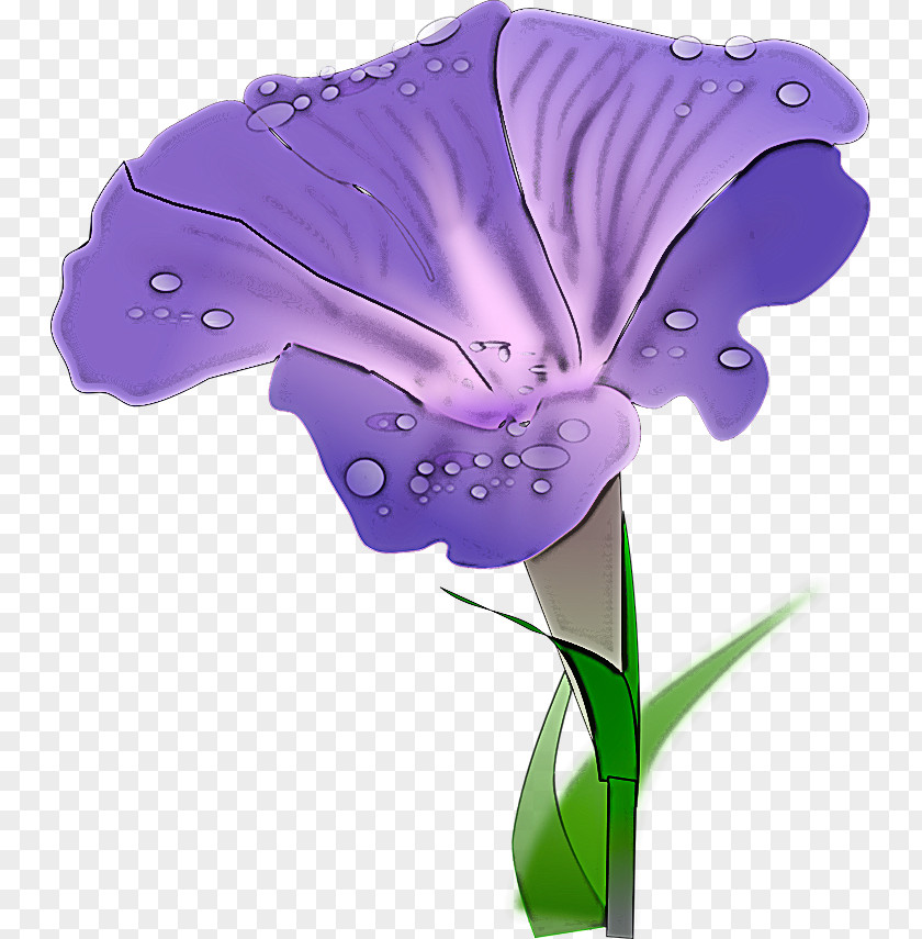 Morning Glory Summer Flower PNG