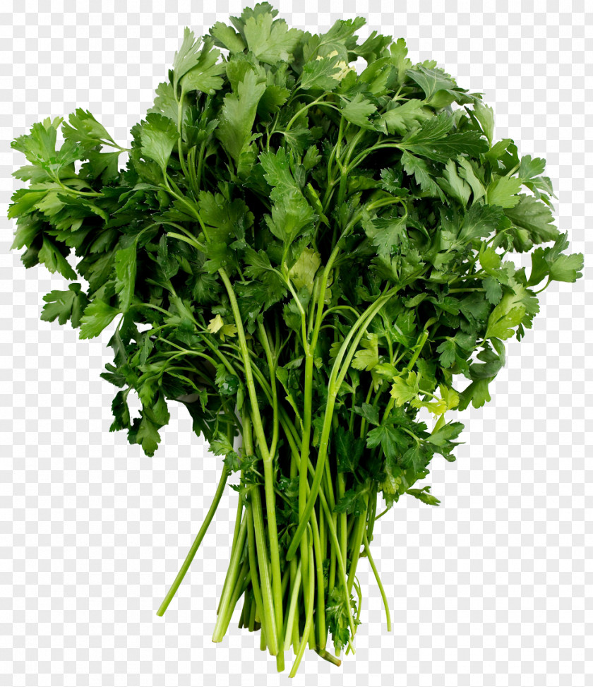 Parsley Tree Bamboo Plant PNG