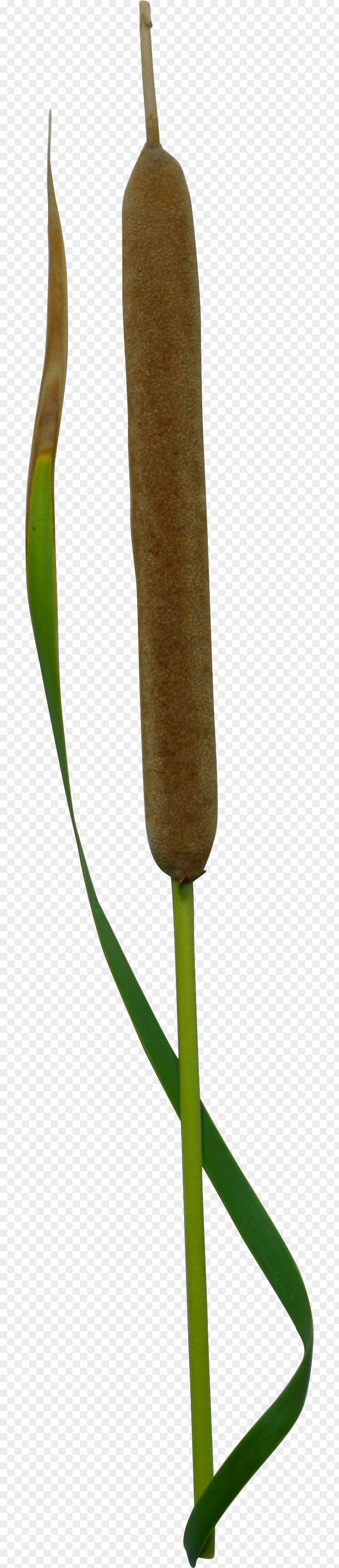 Scirpus Megabyte Clip Art PNG