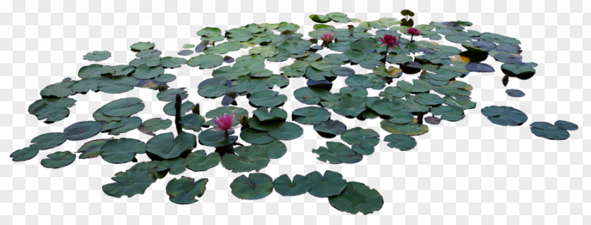 Lotus Leaf DeviantArt PNG