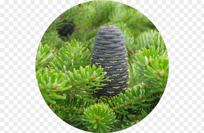 Tree Korean Fir Abies Sibirica Conifers Plants PNG