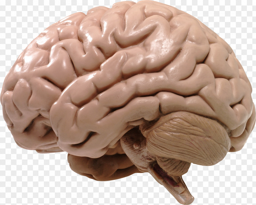Brain Human Cerebrum Spinal Cord Central Nervous System PNG