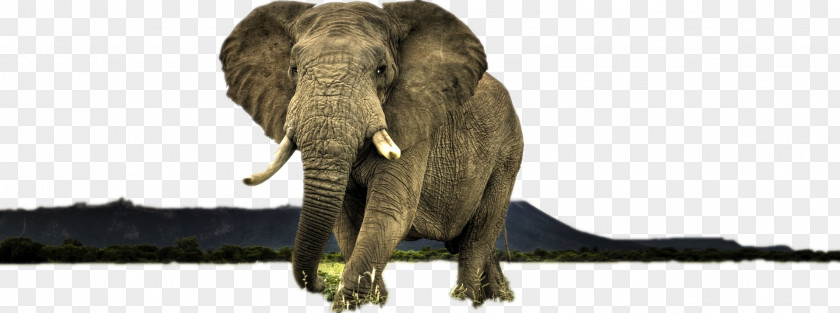 Elephant High-definition Television Display Resolution Video Wildlife Wallpaper PNG