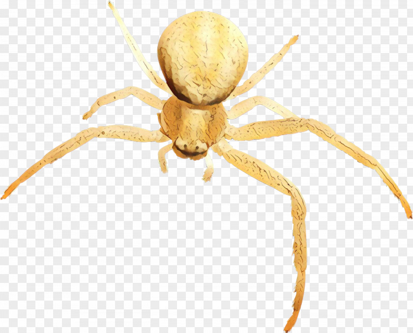 European Garden Spider Barn Widow Spiders Wolf PNG