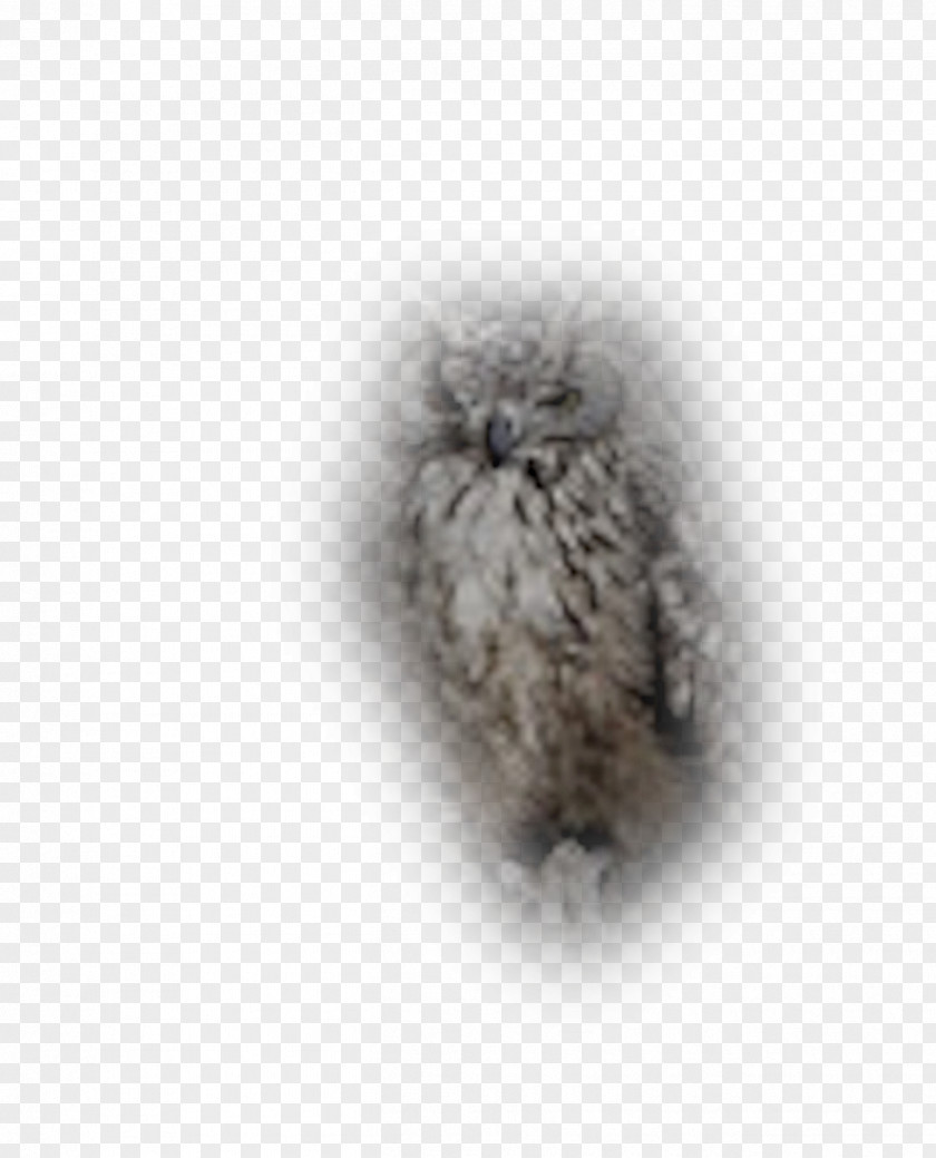 Fur White Animal PNG