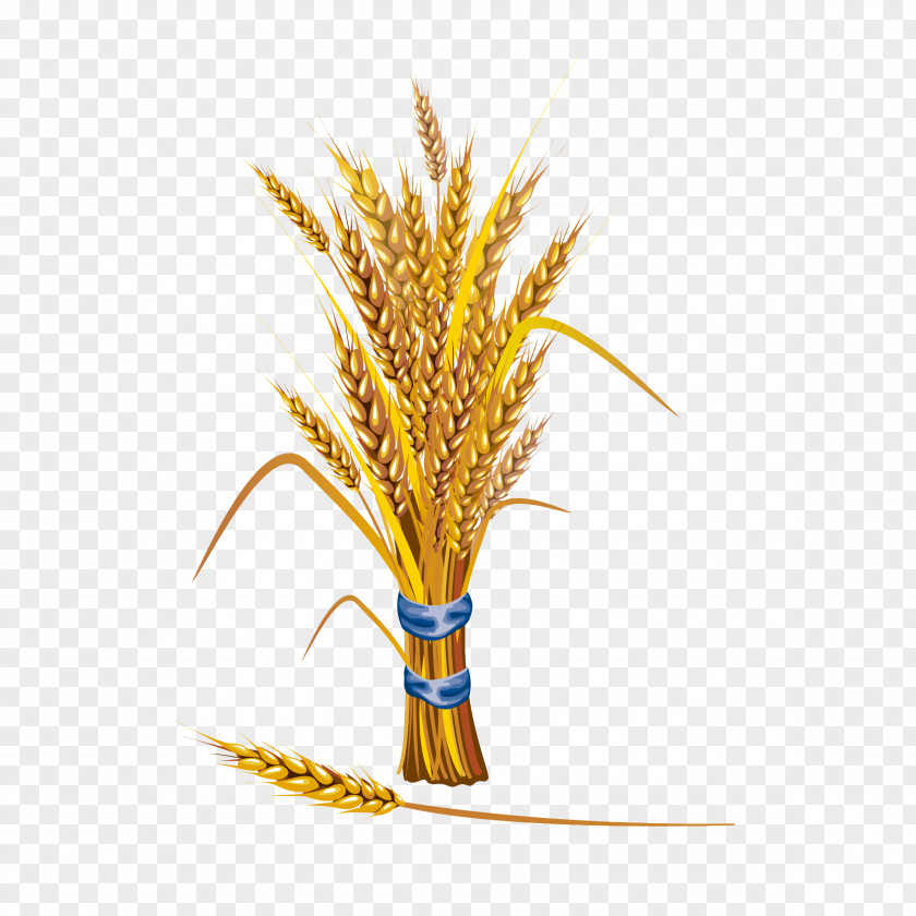 Golden Wheat Stock Illustration Cereal PNG