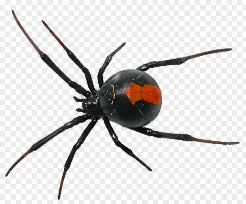 Spider Insect Cockroach Ant Pest Control PNG