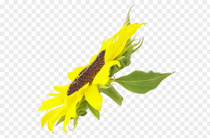 Sunflower Common Clip Art PNG