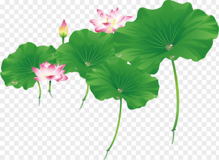 Vector Lotus Leaf And Nelumbo Nucifera Euclidean PNG