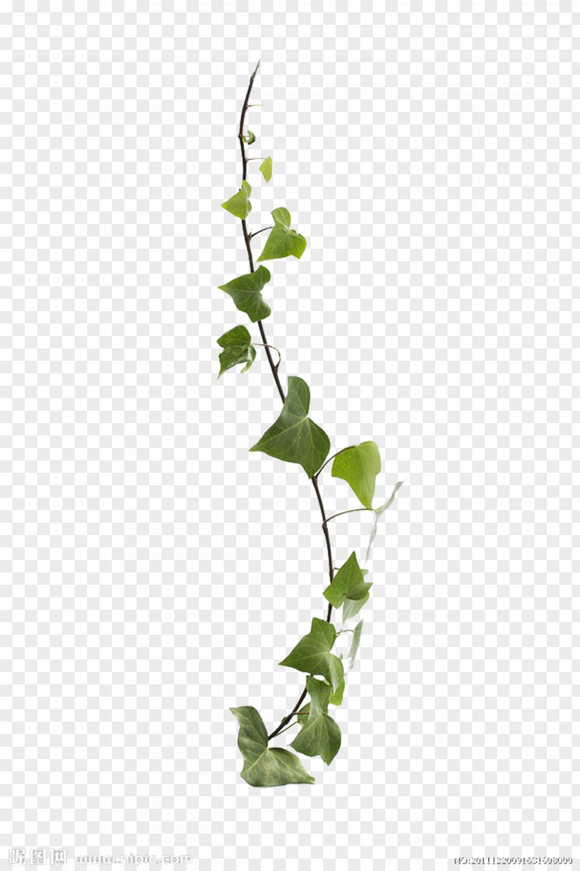 Vines Are Available For Free Download Common Ivy Virginia Creeper Vine Leaf Plant PNG