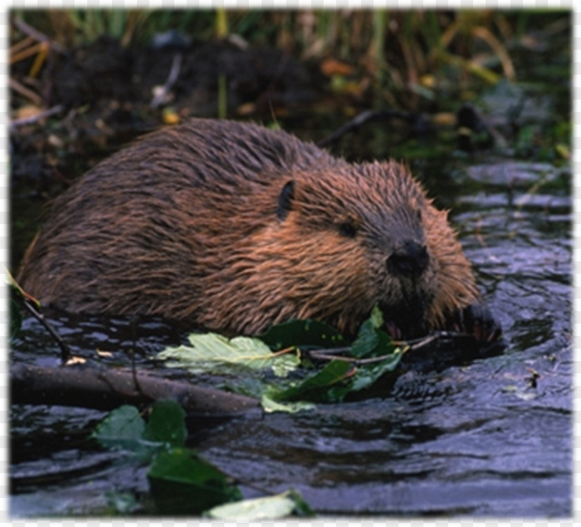 Beaver Eurasian North American Rodent Dam Habitat PNG