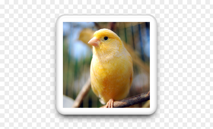 Bird Domestic Canary Vocalization Yellow Pet PNG
