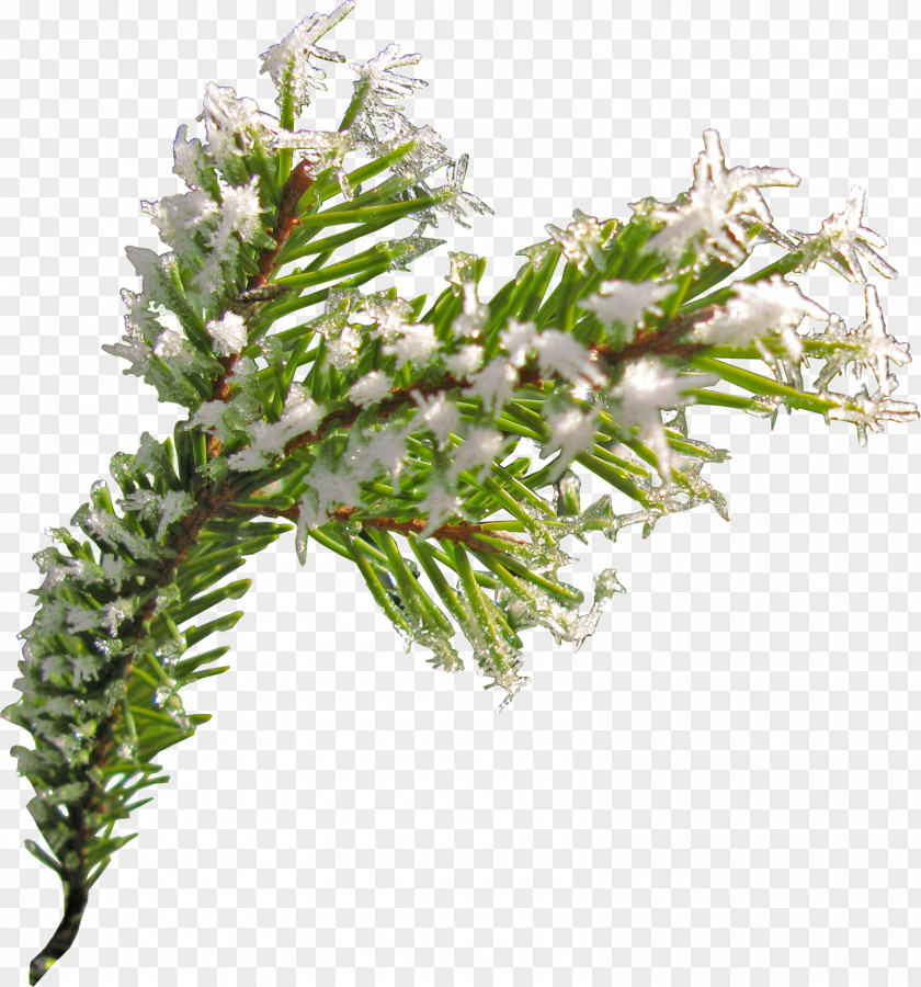 Chinese Pine And Cypress Fir Spruce Conifer Cone PNG