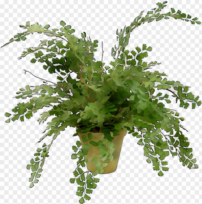 Fern Leaf Greens Plant Stem Herb PNG