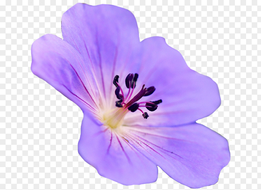 Purple Flower Gerbera Jamesonii PNG