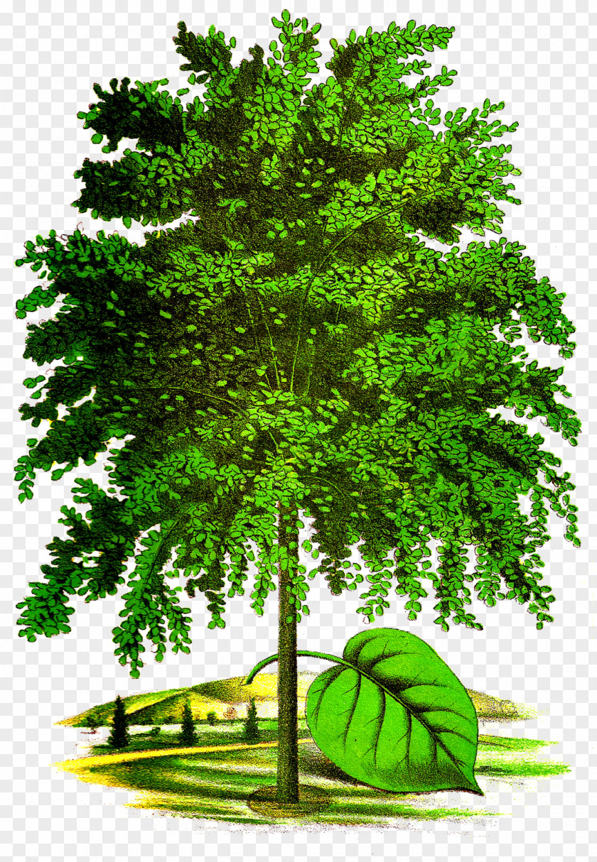 Seeds Tree Art Drawing Clip PNG