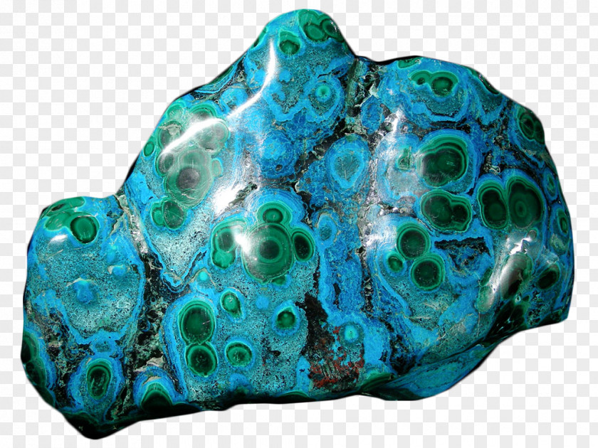 Turquoise Organism PNG