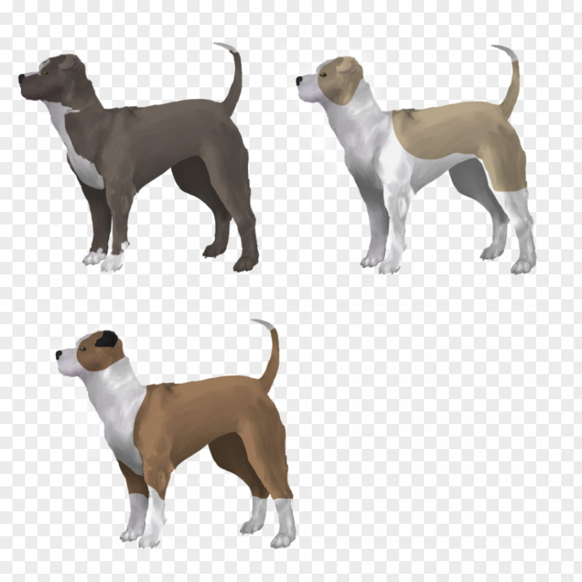 American Staffordshire Terrier Dog Breed Italian Greyhound Crossbreed PNG