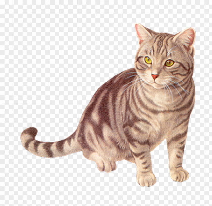 Pet Kitten Basset Hound Cat PNG