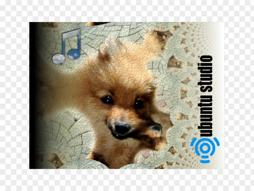 Puppy German Spitz Klein Mittel Pomeranian Finnish Volpino PNG