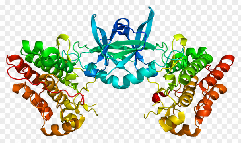TEK Tyrosine Kinase Receptor Angiopoietin PNG