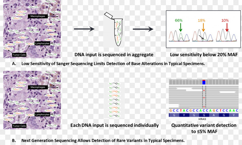 Cancer Variant Cell Massive Parallel Sequencing DNA Genome Sanger PNG