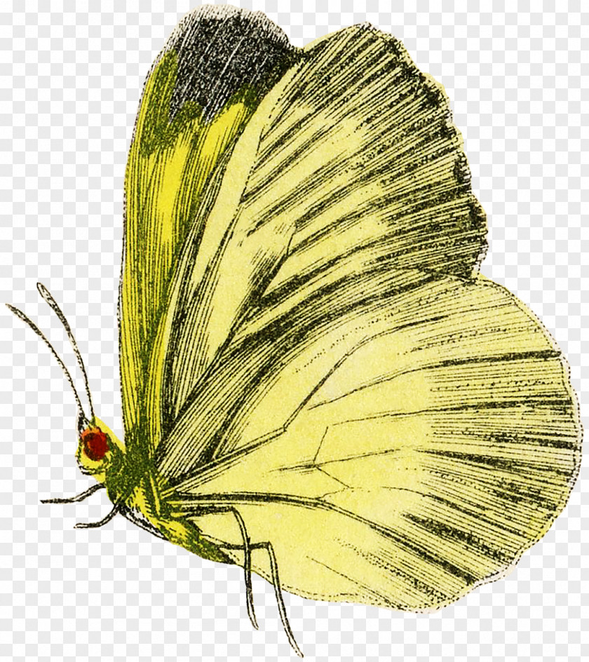 Cloudless Sulphur Leptidea Monarch Butterfly PNG